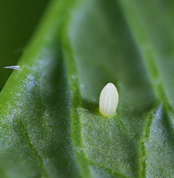 Cabbage White egg